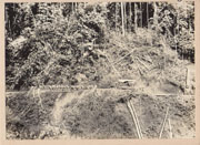 WWII Japanese Propaganda Photo Of Tranposrt Unit On Jungle Trail